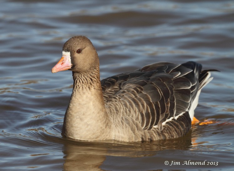 White fronted Goose head on VP 28 1 13  IMG_3353